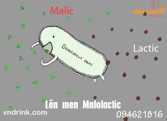 malolactic-fermentation-la-gi